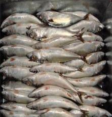 云鵬控股集團(tuán) 水產(chǎn)品冷凍加工領(lǐng)域的專(zhuān)業(yè)力量