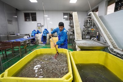 河北灤南 水產品冷凍加工忙，冷凍對蝦產業蓬勃發展