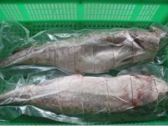 供應(yīng)冷凍馬加魚(yú)與鱈魚(yú)批發(fā) 粗加工水產(chǎn)品的市場(chǎng)機(jī)遇與價(jià)值