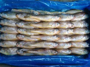 山東小黃魚(yú) 從海洋到餐桌的美味之旅與市場(chǎng)指南